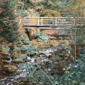 lorem-ipsum-has-been-1